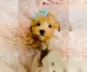 Bichpoo Puppy for sale in PEMBROKE PINES, FL, USA