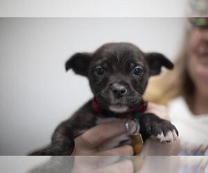 Mutt Dogs for adoption in Mountain Home, AR, USA