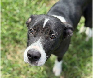 American Pit Bull Terrier-Unknown Mix Dogs for adoption in Tulsa, OK, USA