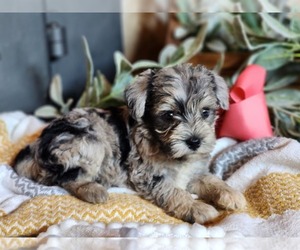 Schnoodle (Miniature) Puppy for sale in NEOSHO, MO, USA