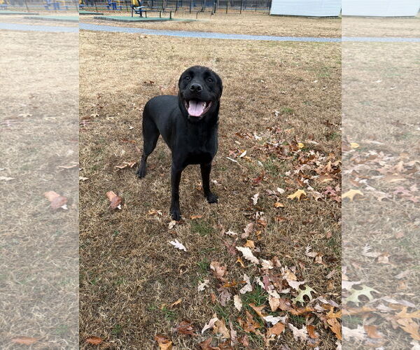 Medium Photo #3 American Pit Bull Terrier-Unknown Mix Puppy For Sale in Oakhurst, NJ, USA