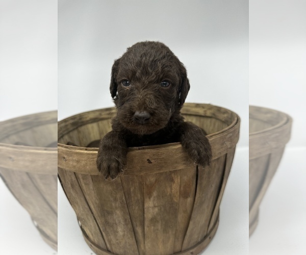 Medium Photo #10 Labradoodle-Labrador Retriever Mix Puppy For Sale in KENLY, NC, USA