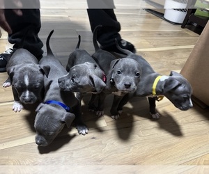 Medium American Pit Bull Terrier