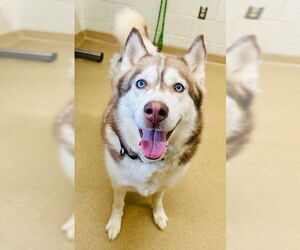 - Mix Dogs for adoption in Derwood, MD, USA
