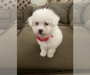 Maltipoo Puppy for sale in CHELTENHAM, MD, USA