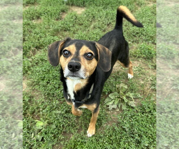 Medium Photo #2 Beagle-Unknown Mix Puppy For Sale in Evansville, IN, USA