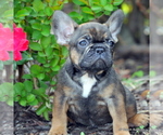 Small Photo #1 French Bulldog Puppy For Sale in ROYSE CITY, TX, USA