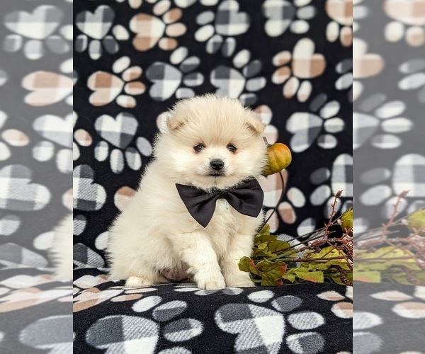 Medium Photo #3 Pomeranian Puppy For Sale in LINCOLN UNIVERSITY, PA, USA