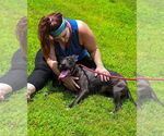 Small #6 American Pit Bull Terrier