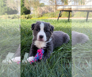 American Staffordshire Terrier-Labrador Retriever Mix Dogs for adoption in Holly Springs, NC, USA