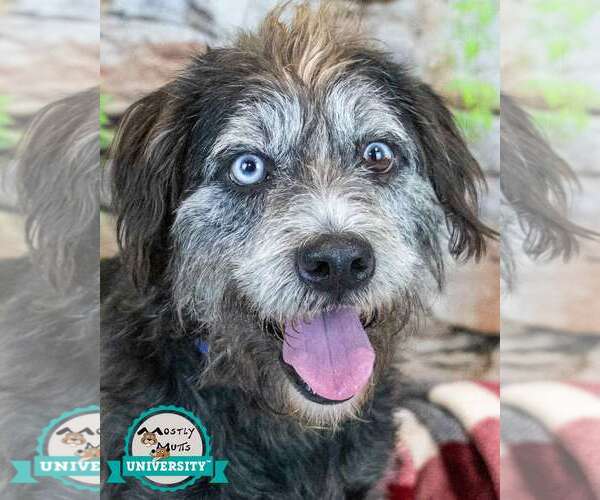 Medium Photo #3 Mutt Puppy For Sale in Kennesaw, GA, USA