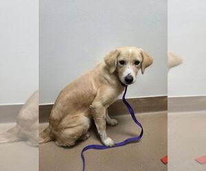 Golden Retriever-Unknown Mix Dogs for adoption in Norco, CA, USA