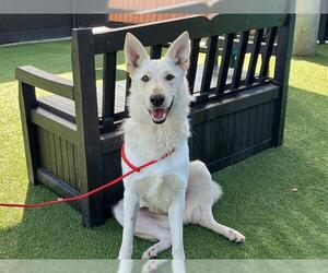 German Shepherd Dog Dogs for adoption in Orange, CA, USA
