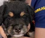 Small Photo #19 Bernedoodle-French Bulldog Mix Puppy For Sale in EL DORADO HILLS, CA, USA