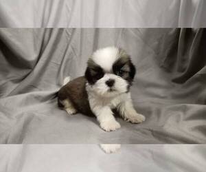Shih Tzu Puppy for sale in ASTORIA, NY, USA
