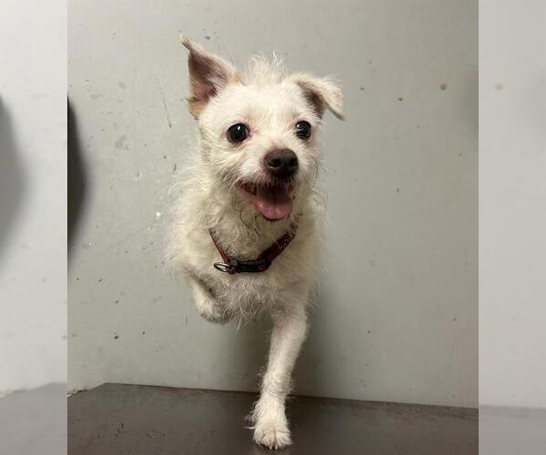 Medium Photo #1 Mutt Puppy For Sale in Sugar Land, TX, USA