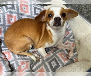 Chihuahua Dogs for adoption in Santa Rosa, CA, USA