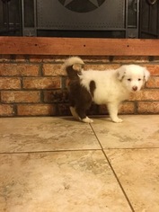 Border Collie Puppy for sale in WILLS POINT, TX, USA