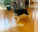 Small Photo #1 German Shepherd Dog Puppy For Sale in WOODBRIDGE, VA, USA