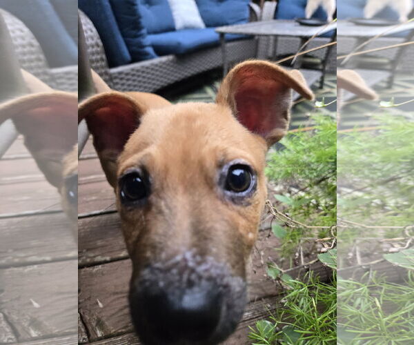 Medium Photo #2 Mutt Puppy For Sale in Plainfield, IL, USA