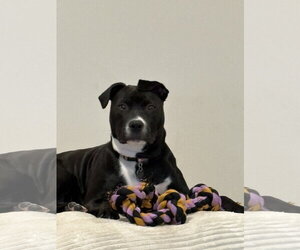 Mutt Dogs for adoption in Fort Wayne, IN, USA