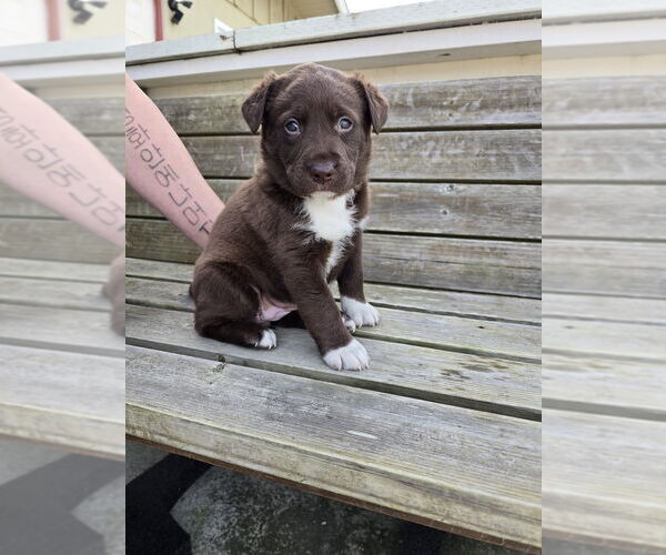 Medium Photo #1 Mutt Puppy For Sale in Pacifica, CA, USA