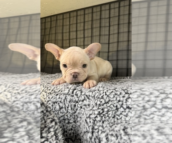 Medium Photo #2 French Bulldog Puppy For Sale in WACO, TX, USA