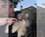 Small #2 Pomeranian