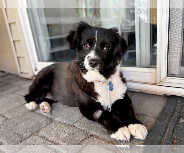 Medium Photo #4 Australian Shepherd Puppy For Sale in St. Louis Park, MN, USA