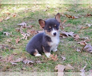 Pembroke Welsh Corgi Puppy for sale in CLARK, MO, USA