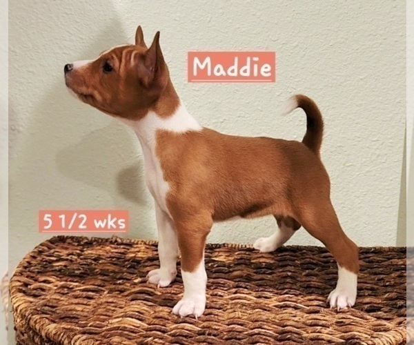 Medium Photo #8 Basenji Puppy For Sale in LOMETA, TX, USA