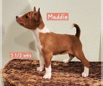 Small #7 Basenji