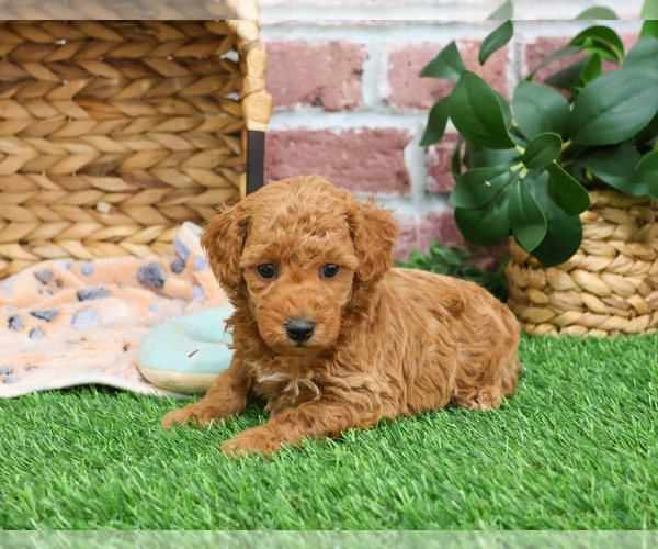 Medium Photo #3 Poodle (Miniature) Puppy For Sale in SYRACUSE, IN, USA