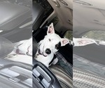Small #1 Bull Terrier Mix