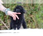 Small #33 Poodle (Toy)