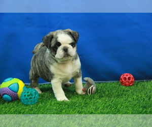 Pug Puppy for Sale in HICKORY, North Carolina USA