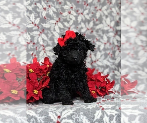 Medium Photo #3 Poodle (Toy) Puppy For Sale in QUARRYVILLE, PA, USA