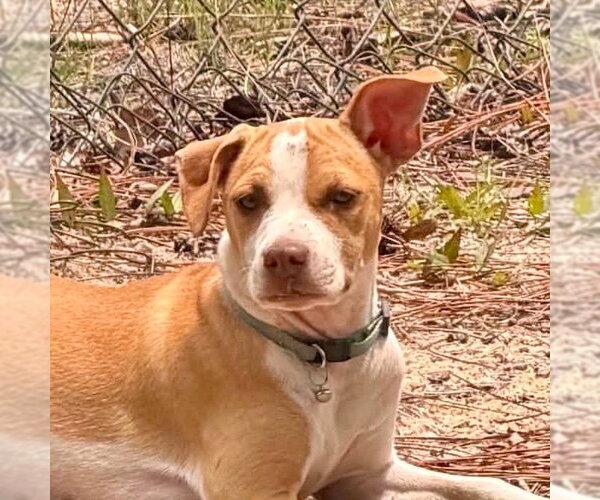 Medium Photo #1 Mutt Puppy For Sale in Canton, CT, USA