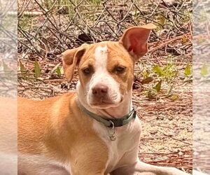 Mutt Dogs for adoption in Canton, CT, USA