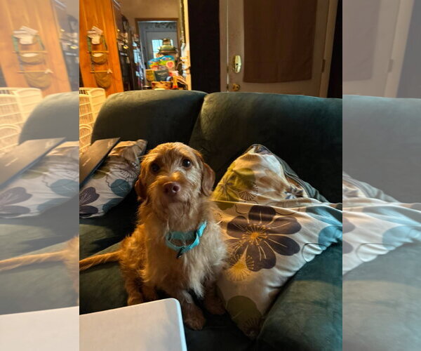 Medium Photo #5 Doxiepoo (Standard) Puppy For Sale in Oakhurst, NJ, USA