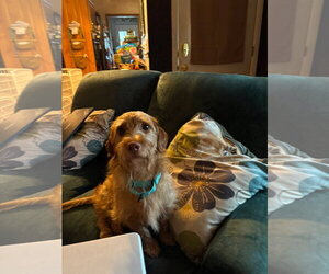 Buddy - No More Applications, Please! - Male Doxiepoo (Standard) Dog for Adoption - Photo #5