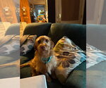 Small Photo #5 Doxiepoo (Standard) Puppy For Sale in Oakhurst, NJ, USA