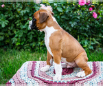 Small #13 Boxer