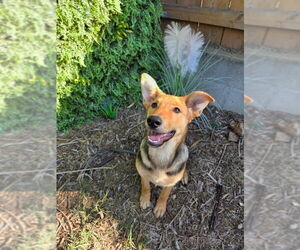 Medium Mutt