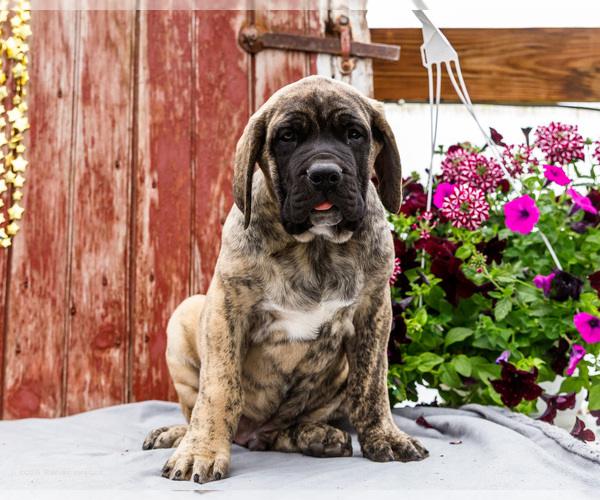 Medium Photo #14 Mastiff Puppy For Sale in WAKARUSA, IN, USA