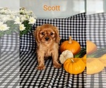 Small Photo #1 Cavalier King Charles Spaniel Puppy For Sale in SUGARCREEK, OH, USA