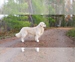 Small Photo #5 English Cream Golden Retriever Puppy For Sale in POPLAR, WI, USA