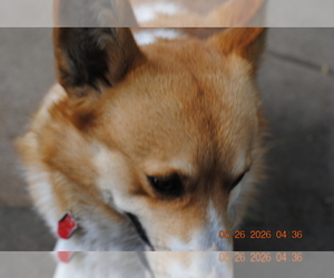 Father of the Pembroke Welsh Corgi puppies born on 04/25/2026