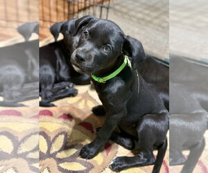 Labrador Retriever-Unknown Mix Dogs for adoption in San Diego, CA, USA
