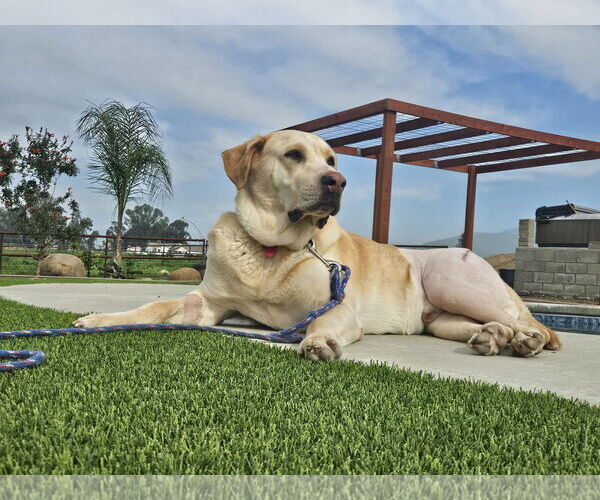 Medium Photo #1 Labrador Retriever Puppy For Sale in Clovis, CA, USA
